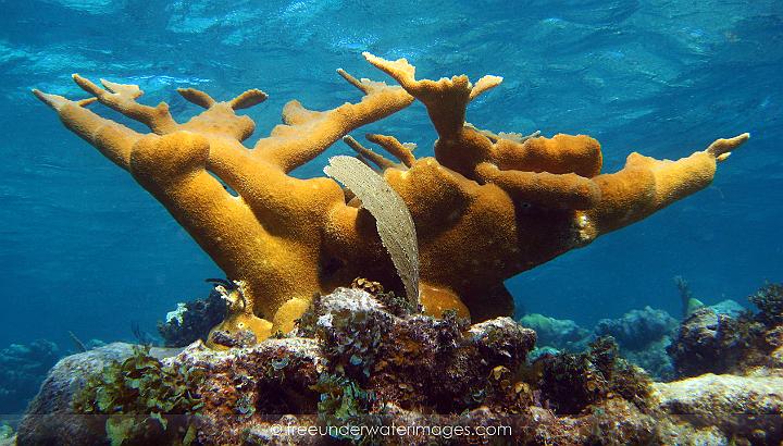 Majestic Elkhorn coral